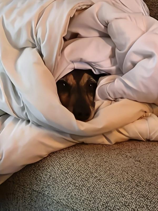 Snuffel