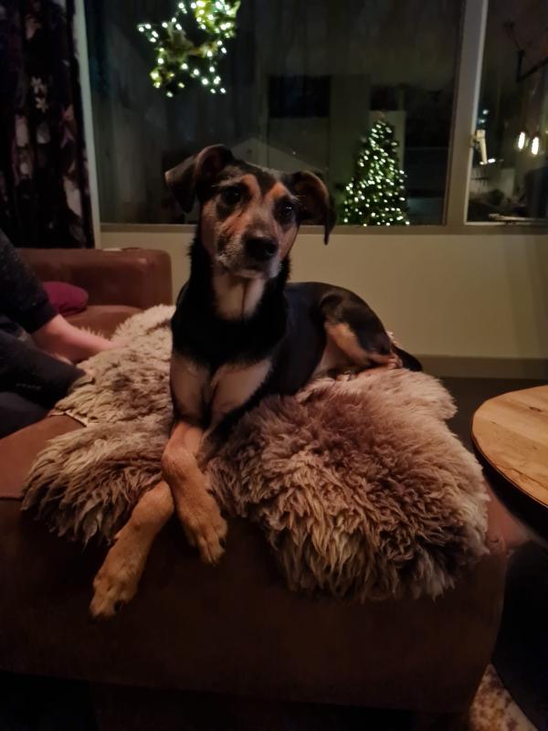 Snuffel