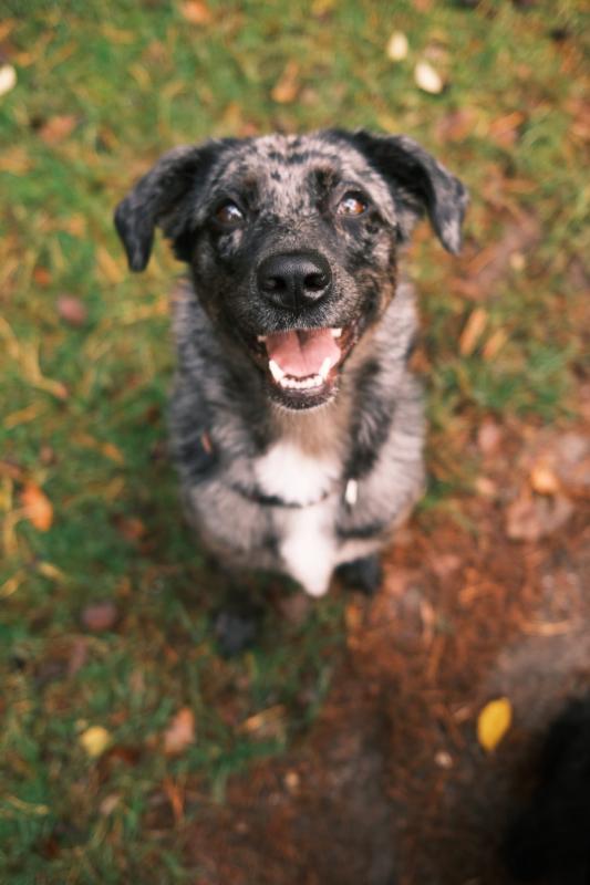 Kahlua