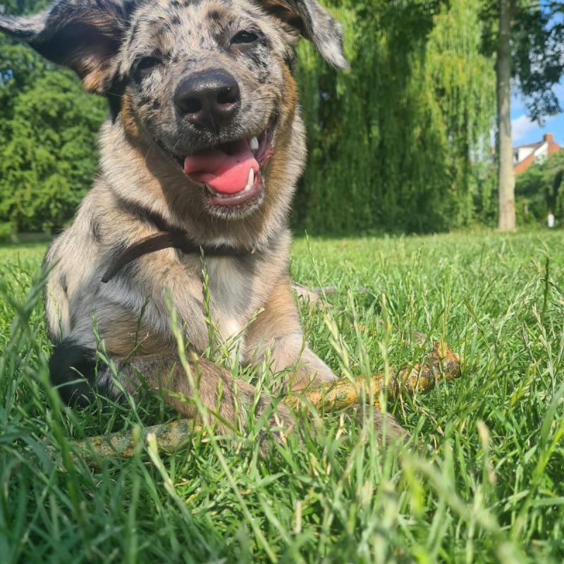 Kahlua