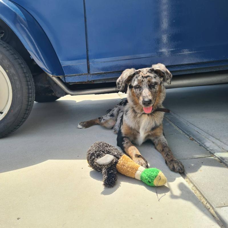 Kahlua