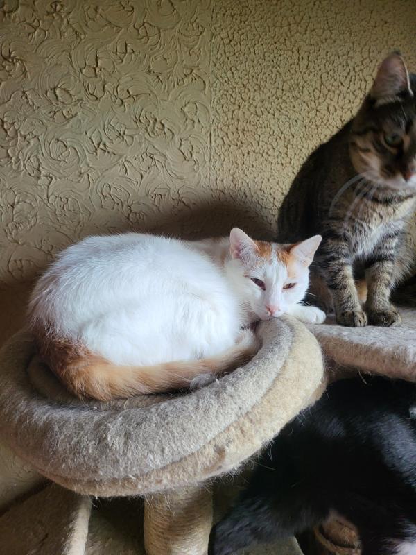 Keo