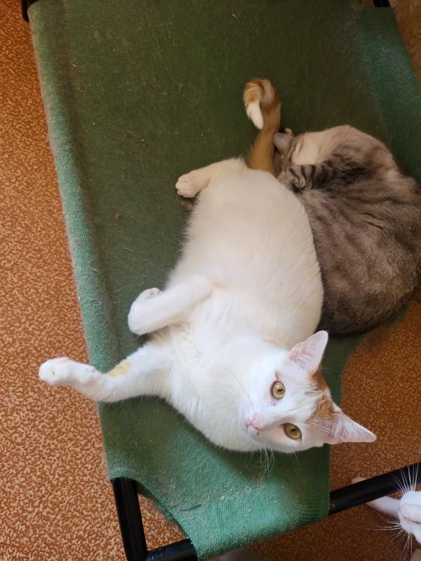 Keo