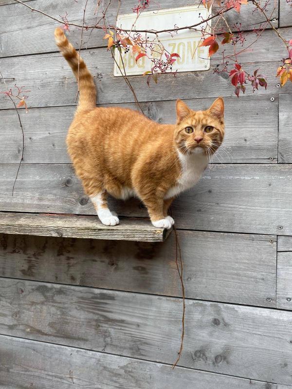 Loël