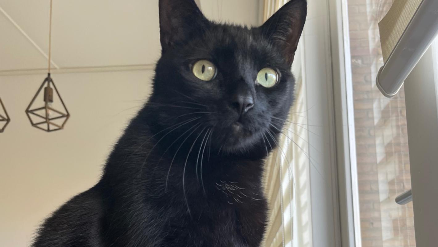 Pasha
