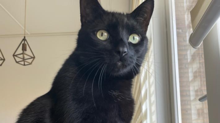 Pasha