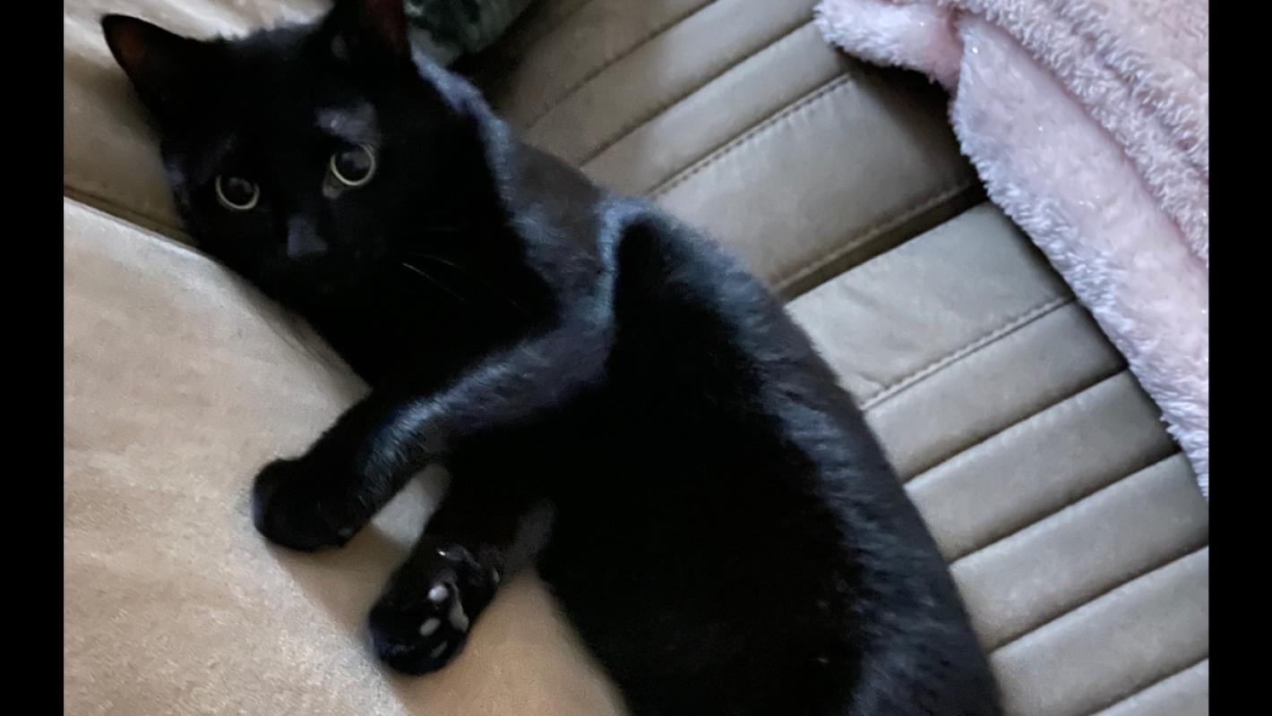 Pasha