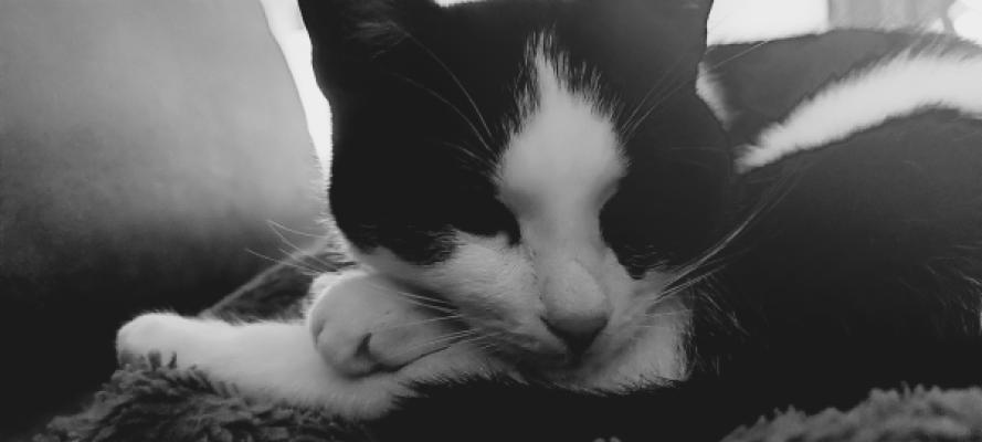 Lucy