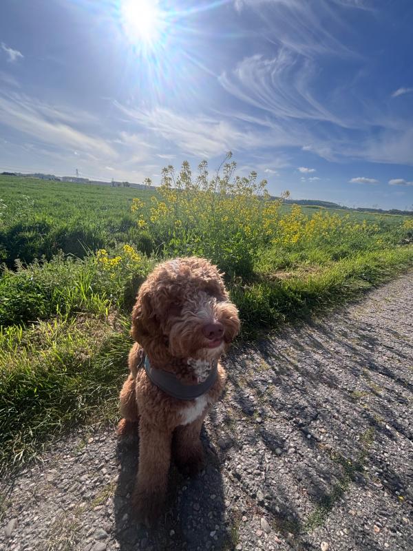 Murphy