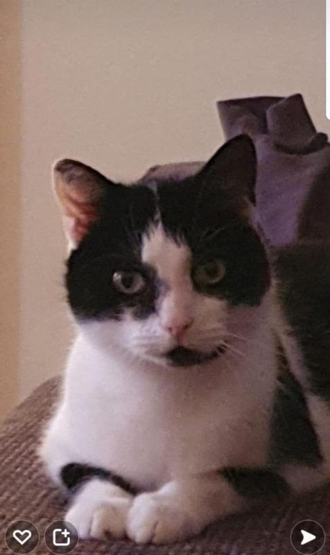 Moppie