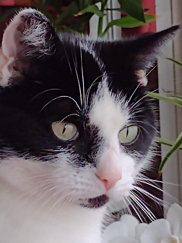 Moppie