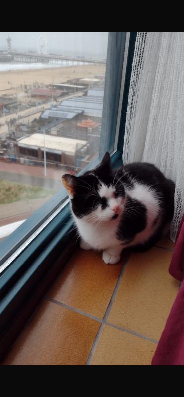 Moppie