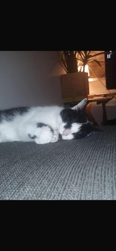 Moppie