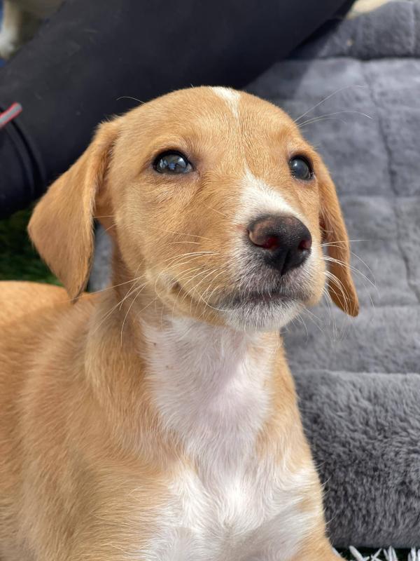 Puppy Brown