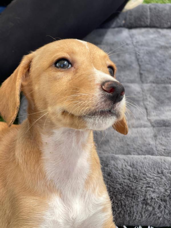 Puppy Brown