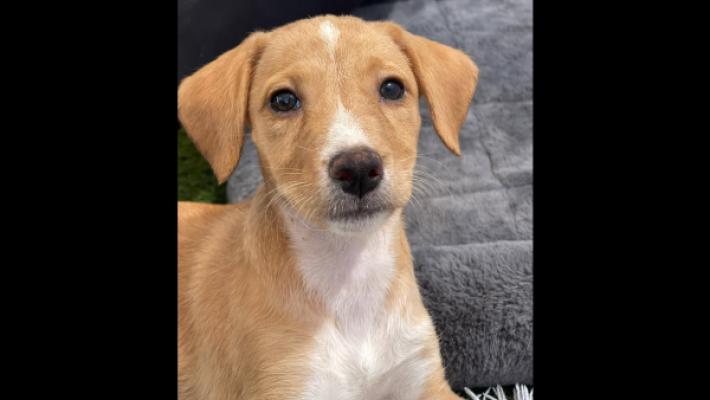 Puppy Brown