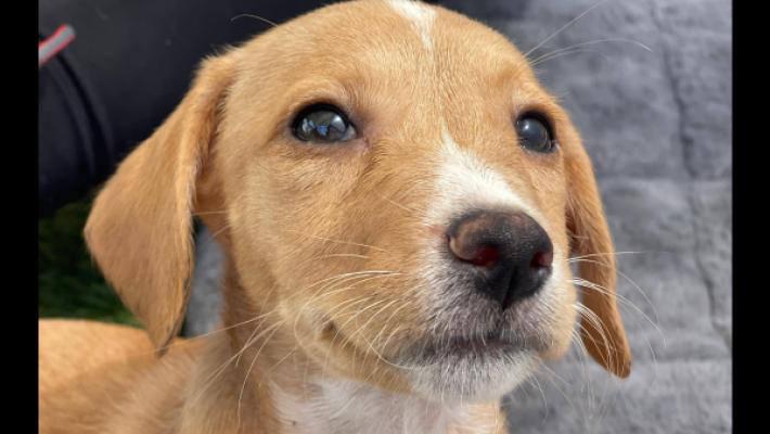 Puppy Brown