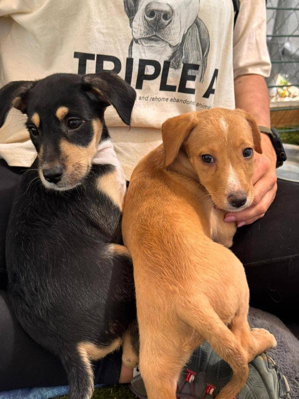 Puppy Black