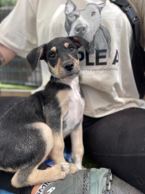 Puppy Black