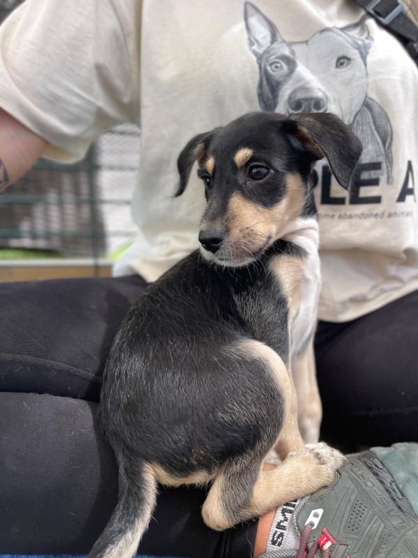 Puppy Black