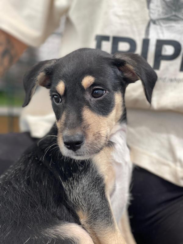 Puppy Black