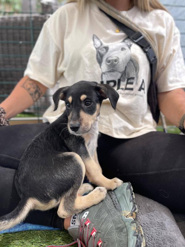 Puppy Black