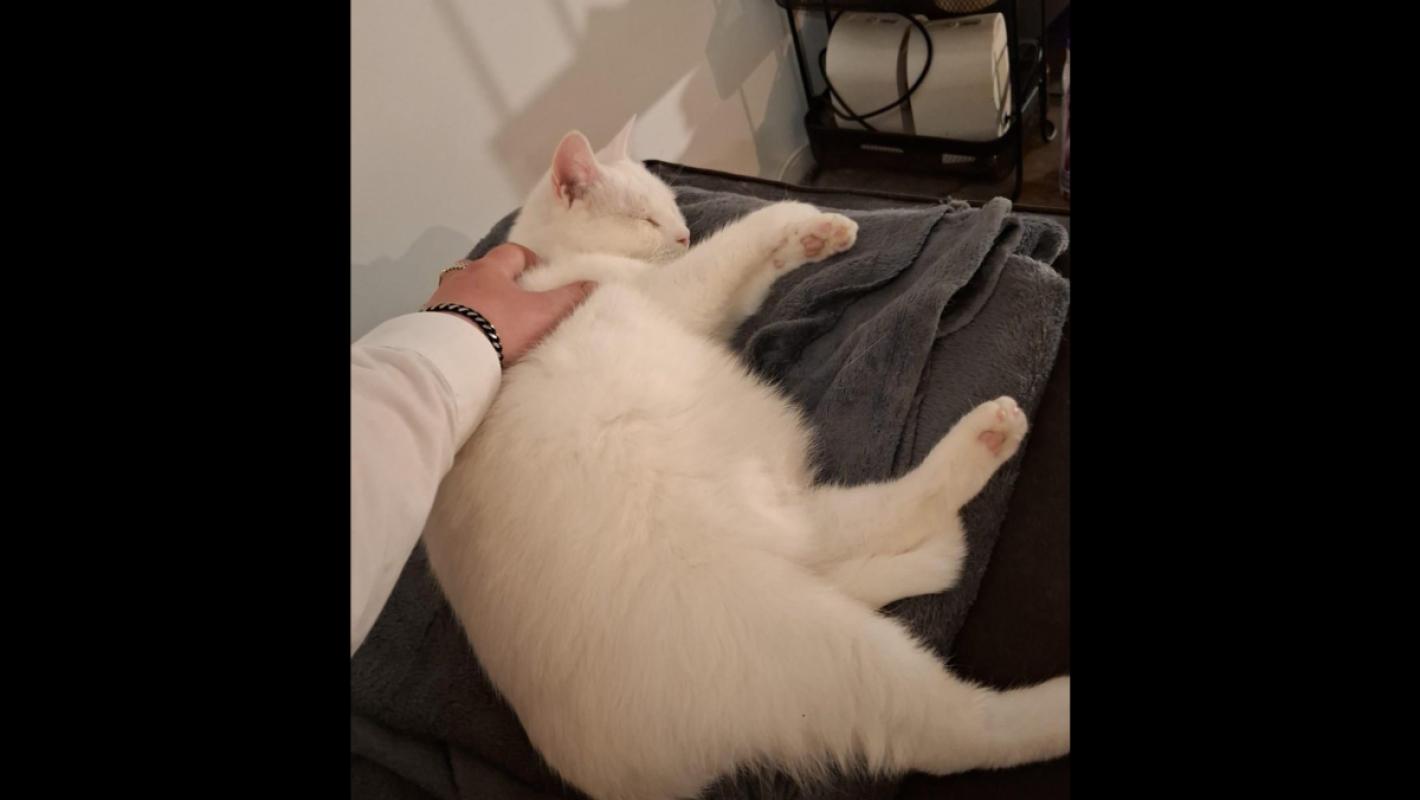 Cotton