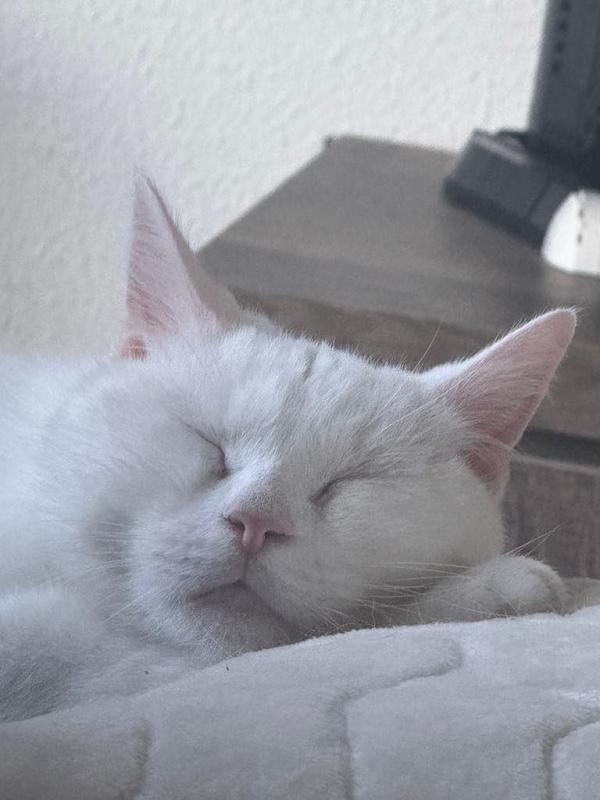 Cotton
