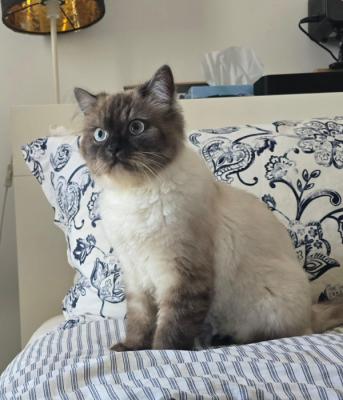 Oliver