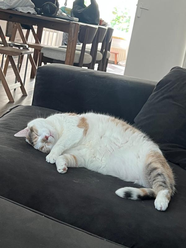 Gigi