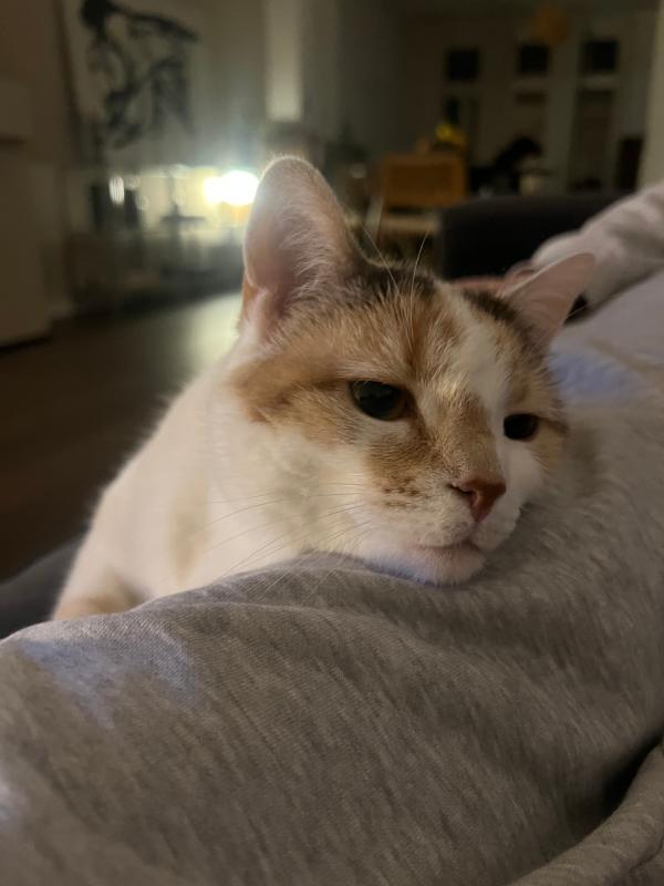 Gigi
