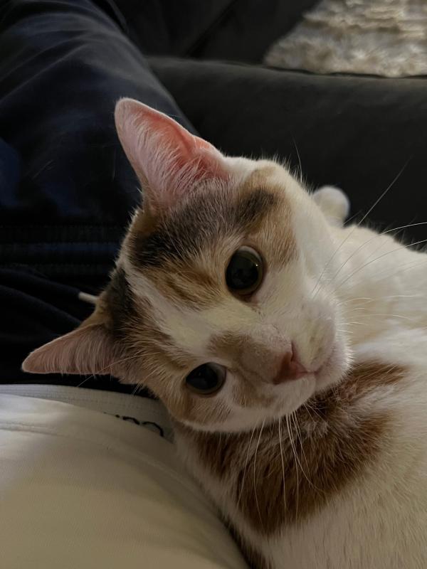 Gigi