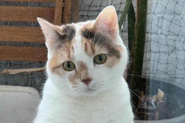 Gigi