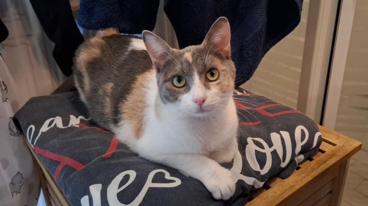 Bella