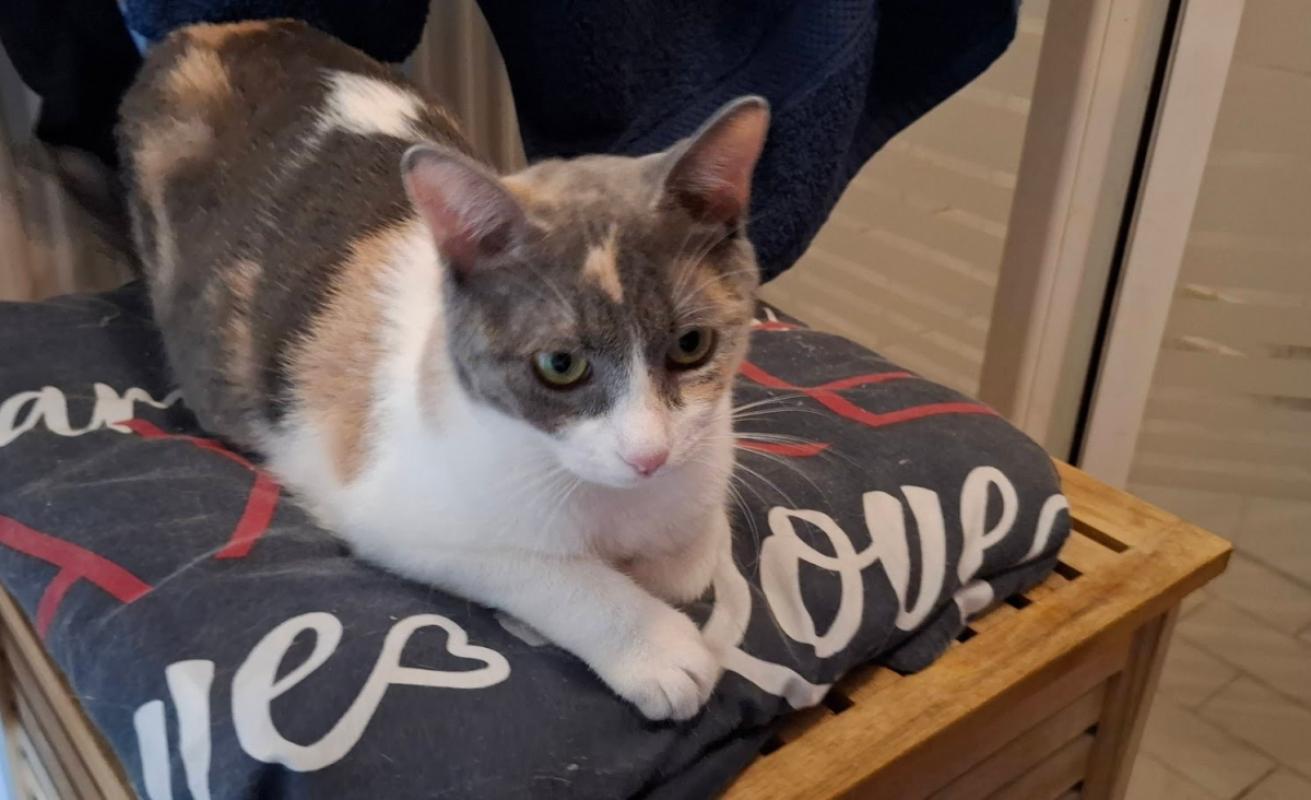 Bella