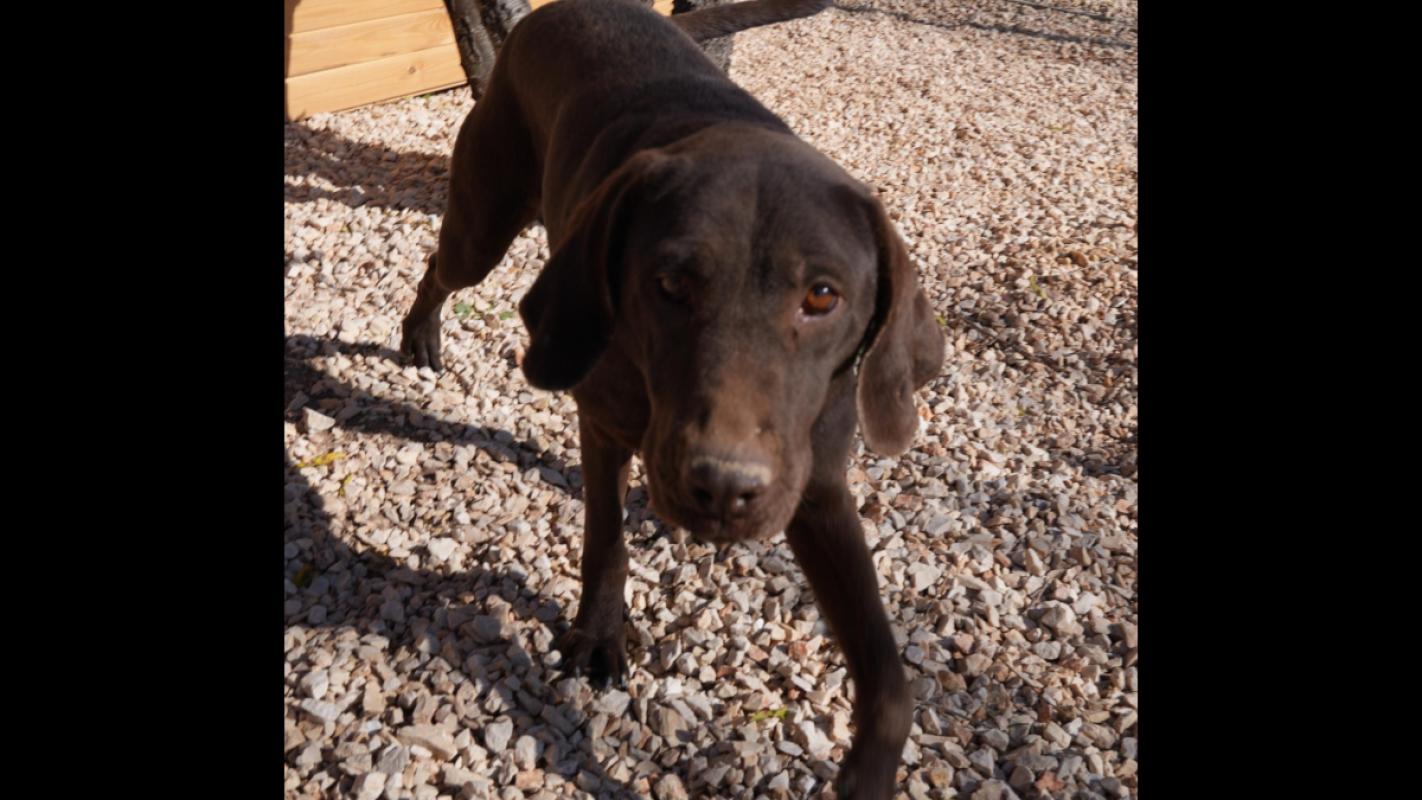 Sansli (Lucky)