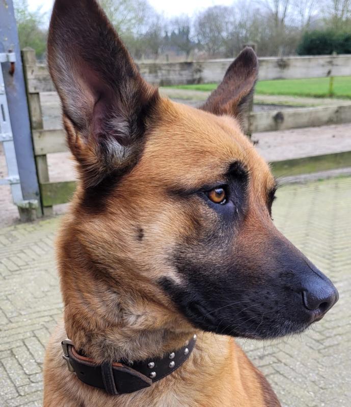 Beau