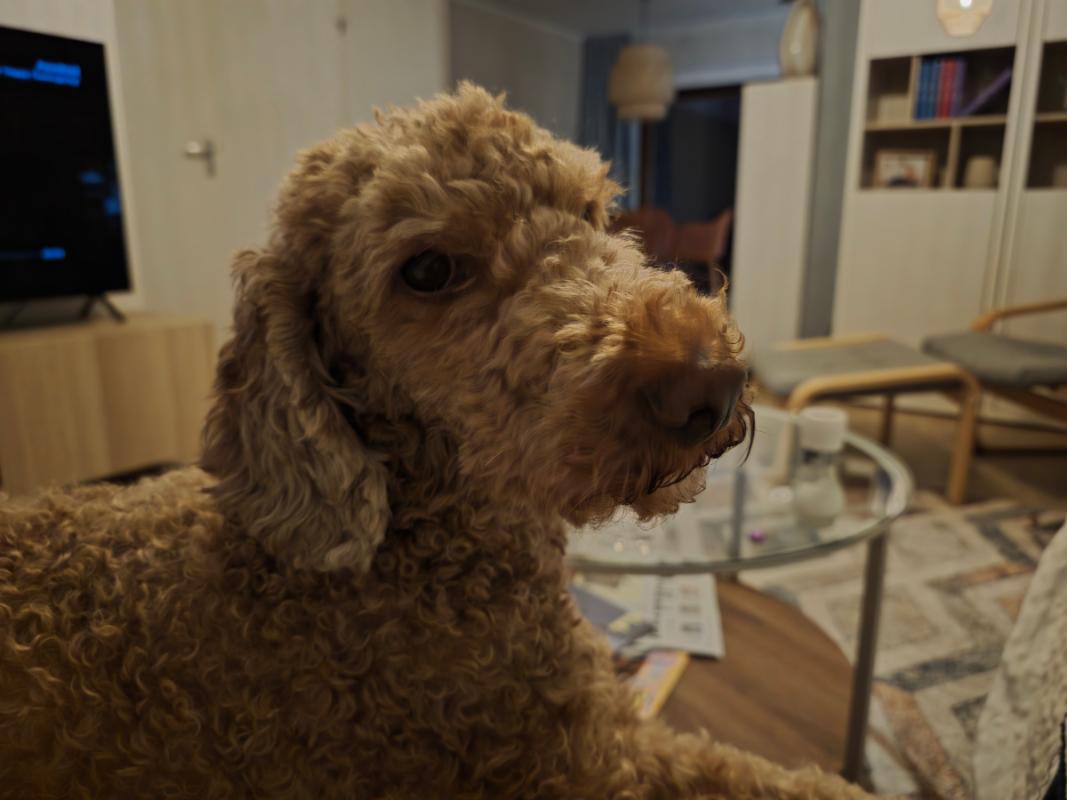 Noah