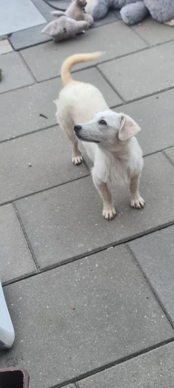 Elli
