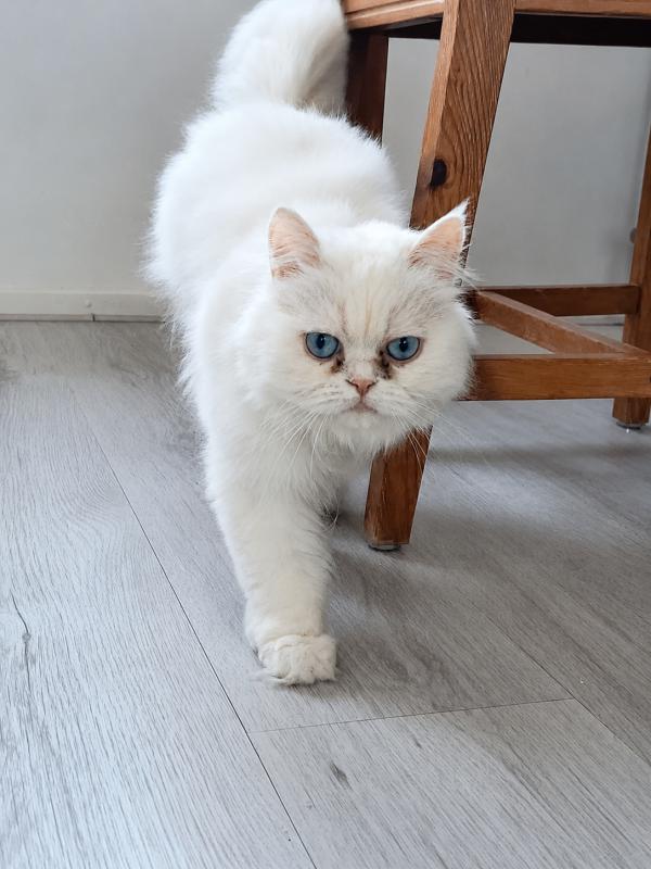 Lia