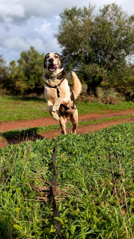 Shep