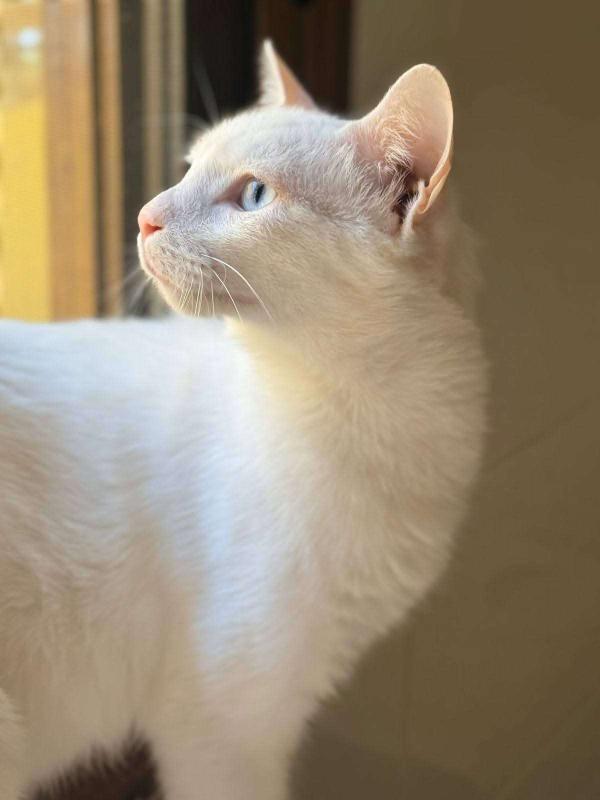 Nikos