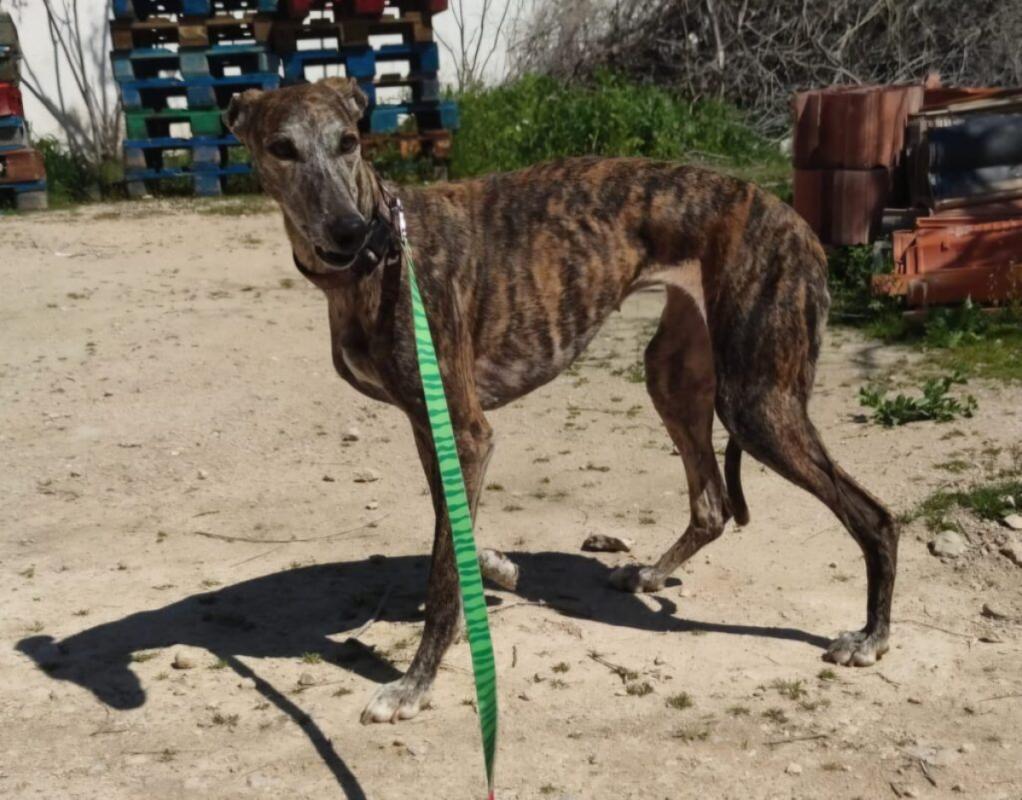 Gitana