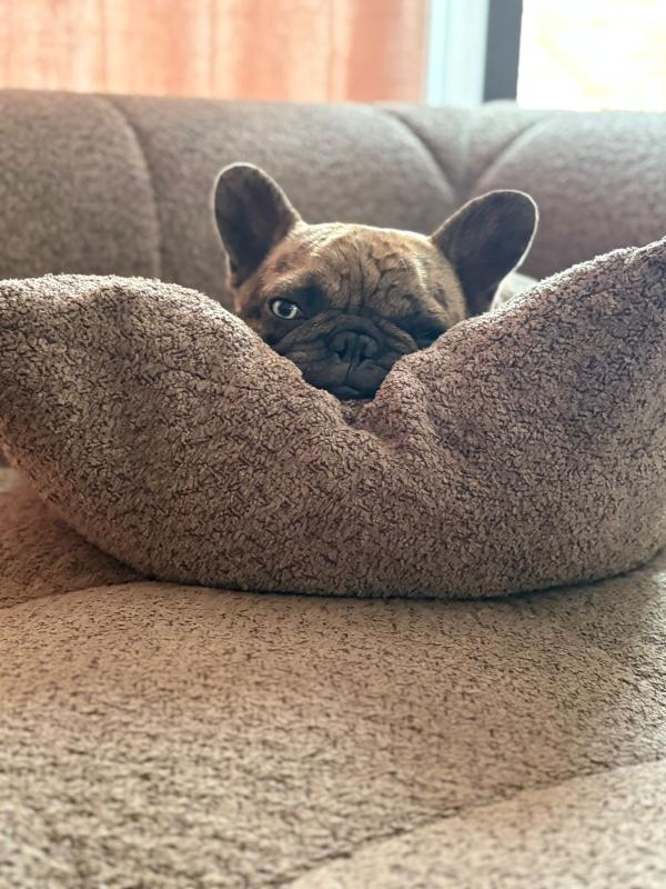 Bodhi