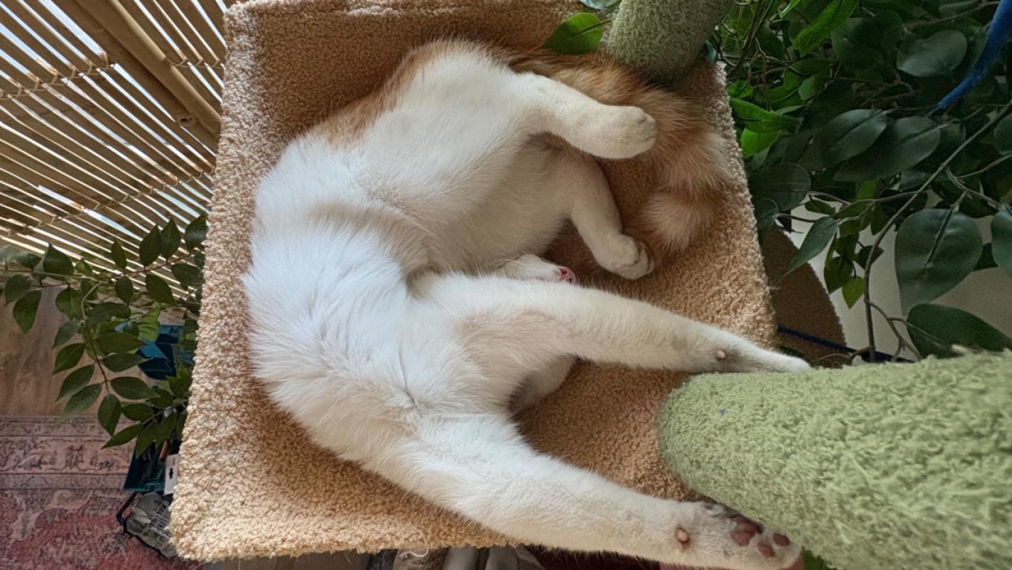 Muis