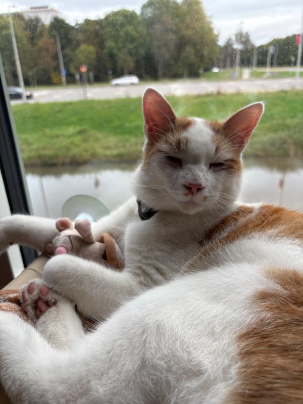 Muis