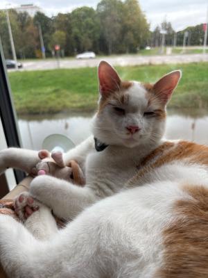 Muis