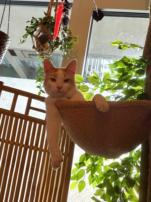 Muis