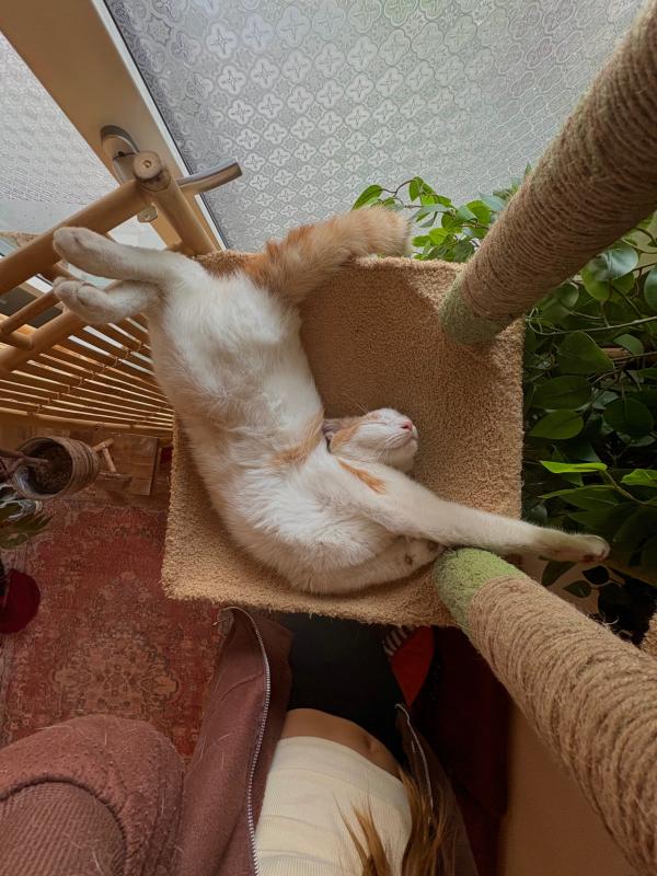 Muis