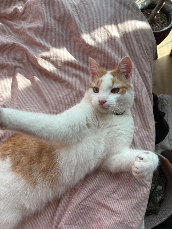 Muis